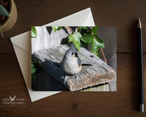 A blank folding greeting card featuring nature photography of a tufted titmouse on a bird house at Cove Creek Photography.